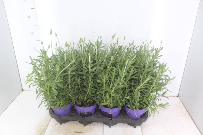 <h4>LAVANDULA ANGUSTIFOLIA P15</h4>