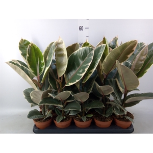 Ficus elastica 'Tineke'