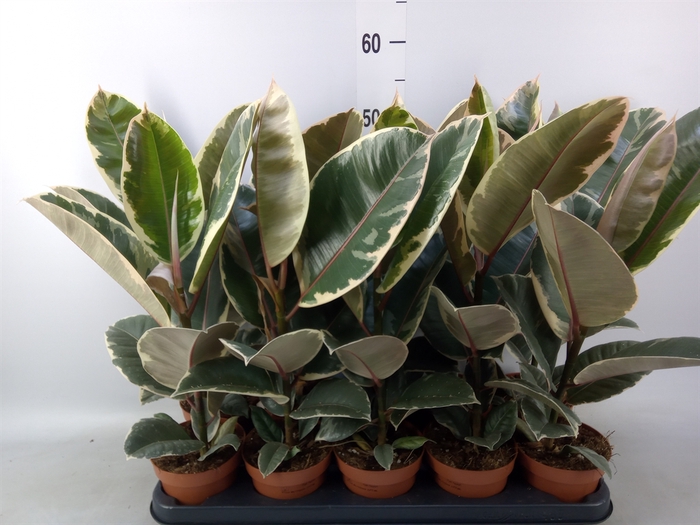 <h4>Ficus elastica 'Tineke'</h4>