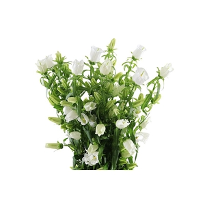 Campanula Champion White