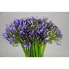 Agapanthus Blue Heaven