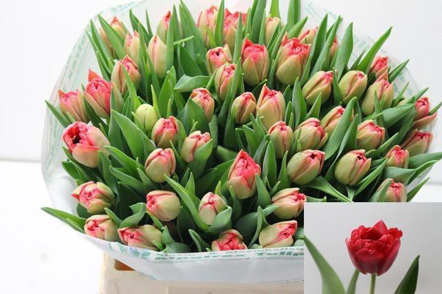 <h4>TU DU DOUBLE TWIST</h4>