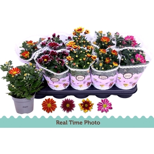 CHRYS GEM 2 KL BLOEM