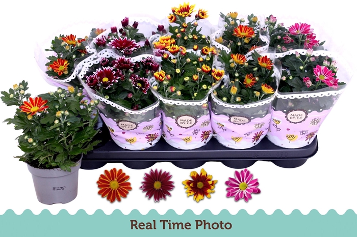 <h4>CHRYS GEM 2 KL BLOEM</h4>