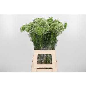 Ammi Visnaga