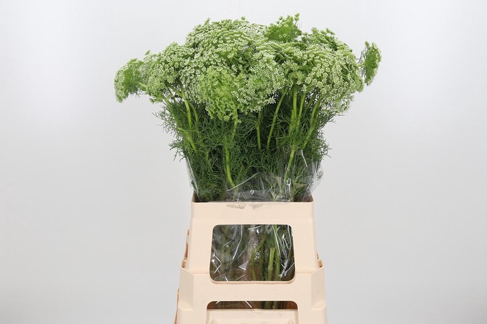 <h4>Ammi Visnaga</h4>