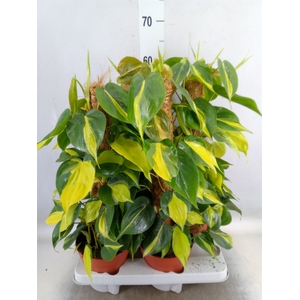 Philodendron scand. 'Brasil'