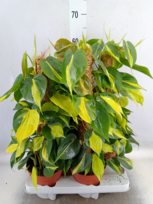 <h4>Philodendron scand. 'Brasil'</h4>
