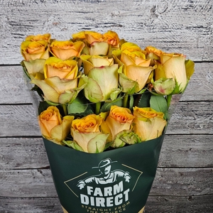 R Gr Tropic Versilia