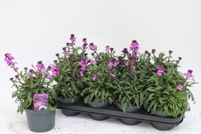 <h4>ERYS BOWLES MAUVE</h4>