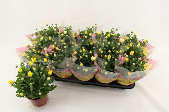 <h4>CHRYS BREEZE YELLOW</h4>