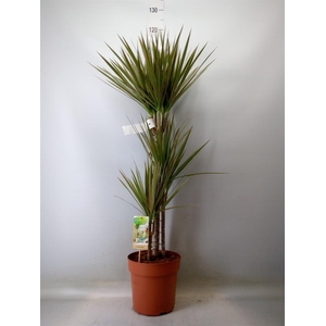 Dracaena marg. 'Bicolor'