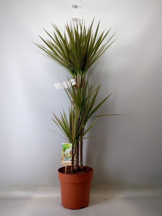 <h4>Dracaena marg. 'Bicolor'</h4>