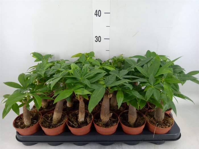 <h4>Pachira aquatica</h4>