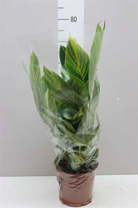 <h4>Alpinia Groot</h4>