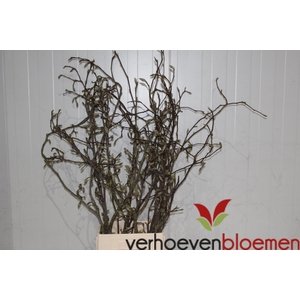 MAGNOLIA GRANDIFLORA