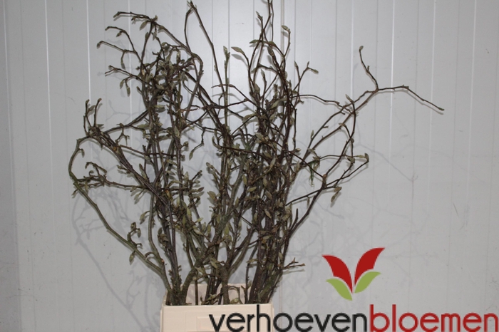 <h4>MAGNOLIA GRANDIFLORA</h4>