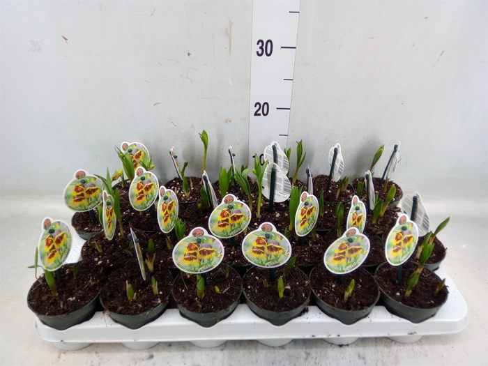 <h4>Fritillaria meleagris</h4>