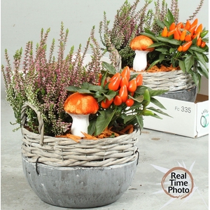 Arr Tuinplanten