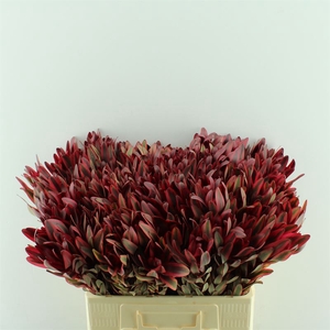 Leucadendron Jester