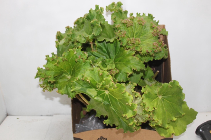 <h4>BEGONIA BUNCHII P20</h4>