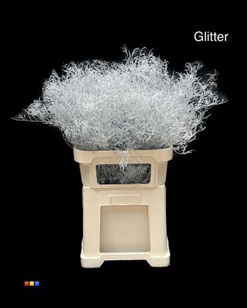 <h4>Limonium Silver + Glitter Bio</h4>