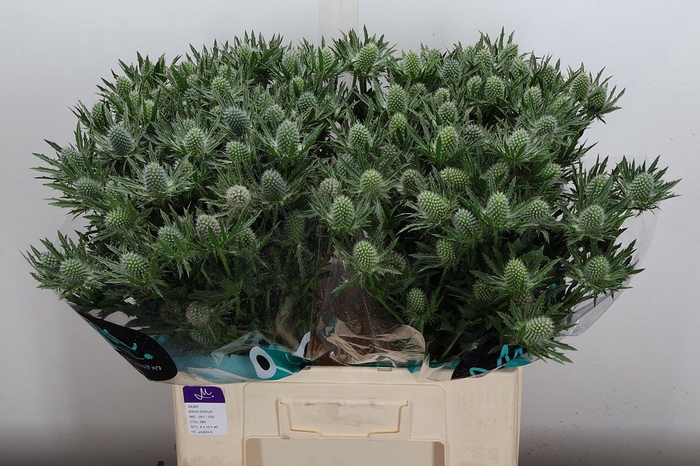 <h4>Eryn Sirius Qstar 60cm</h4>