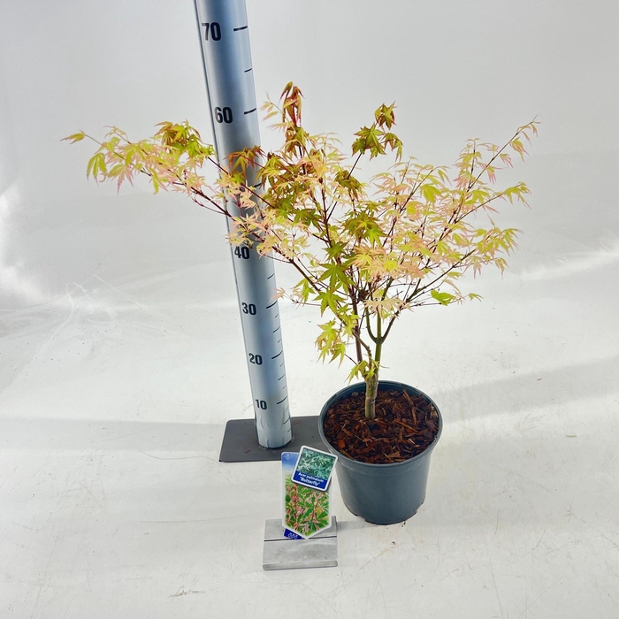 <h4>Acer palmatum Butterfly</h4>