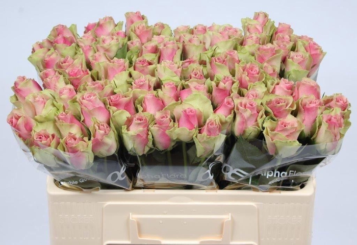<h4>RS GR BELLE ROSE</h4>