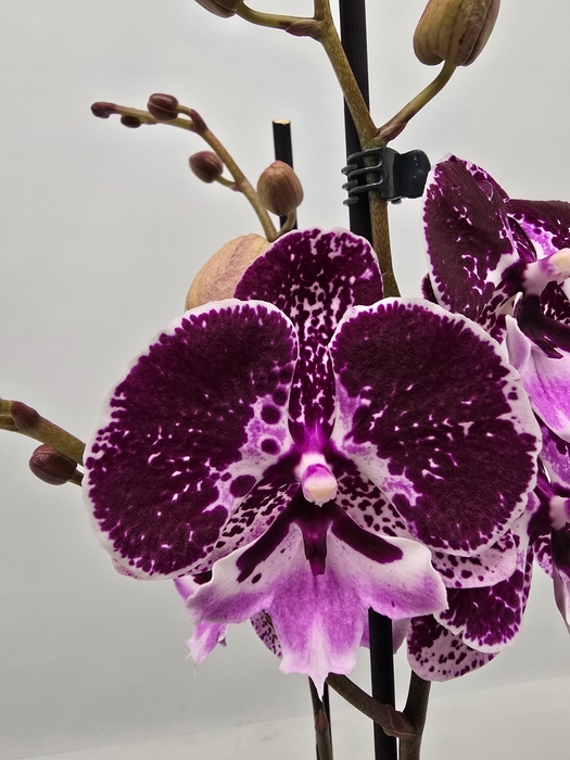 <h4>Limited 16 week 9</h4>