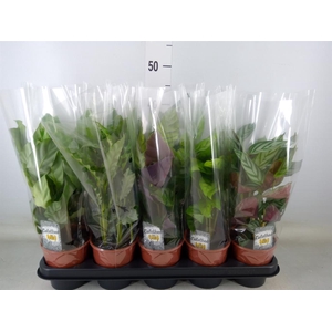 Calathea   ...mix 3