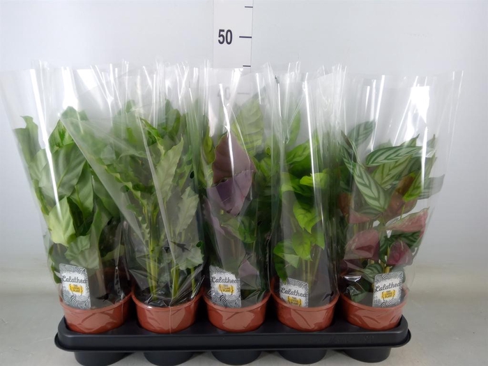 <h4>Calathea   ...mix 3</h4>