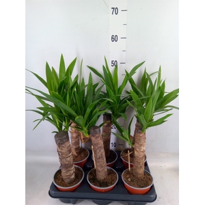 Yucca   ...