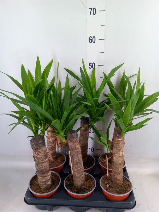 <h4>Yucca   ...</h4>