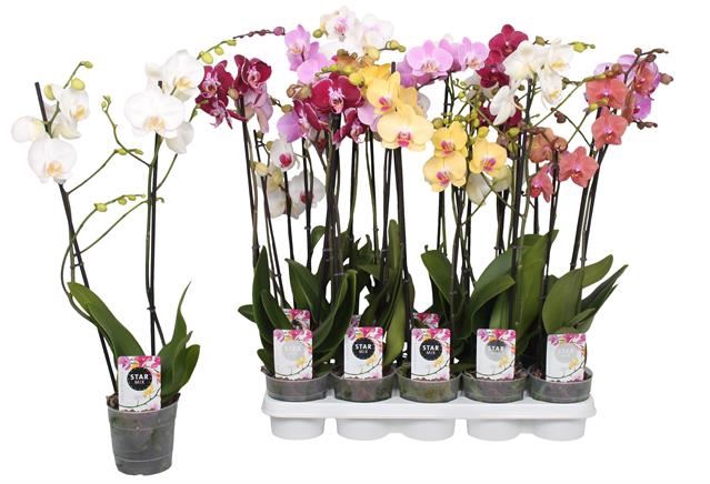 Phalaenopsis gemengd 5 kleuren