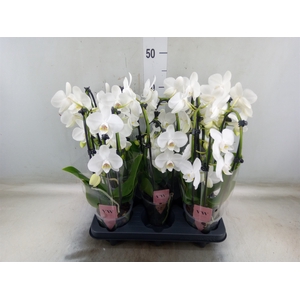Phalaenopsis   ...white