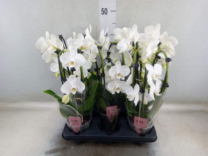 <h4>Phalaenopsis   ...white</h4>