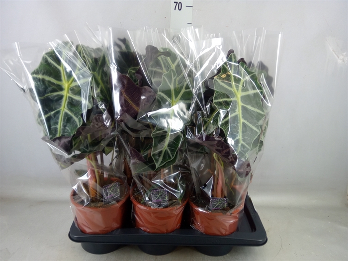 <h4>Alocasia amazonica 'Polly'</h4>