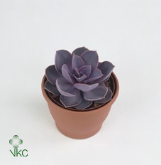 Echeveria  'Perle von Nurnberg'