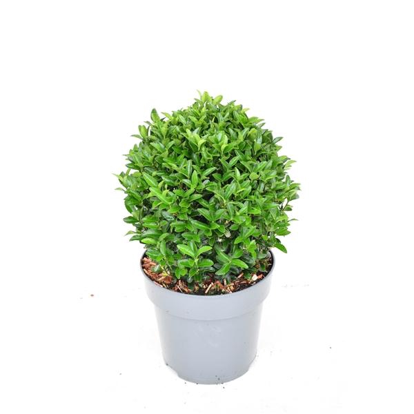 <h4>Euonymus japonicus 'Green Spire' 25/30 cm c5 BOL</h4>