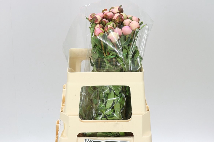 <h4>Paeonia Angel Cheeks</h4>