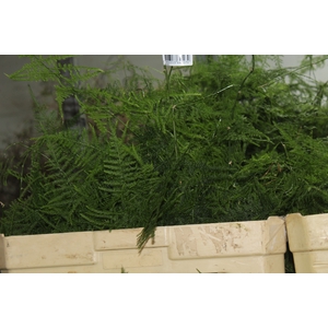 FOLHAGEM ASPARGO PLUMOSO