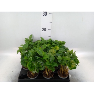 Coffea arabica