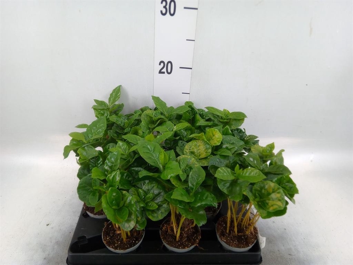 <h4>Coffea arabica</h4>