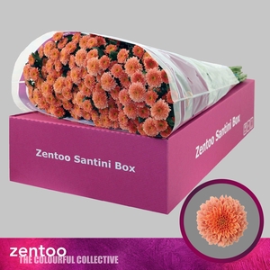 CHRYSANTHEMUM SA 'MILLER SMOKEY'