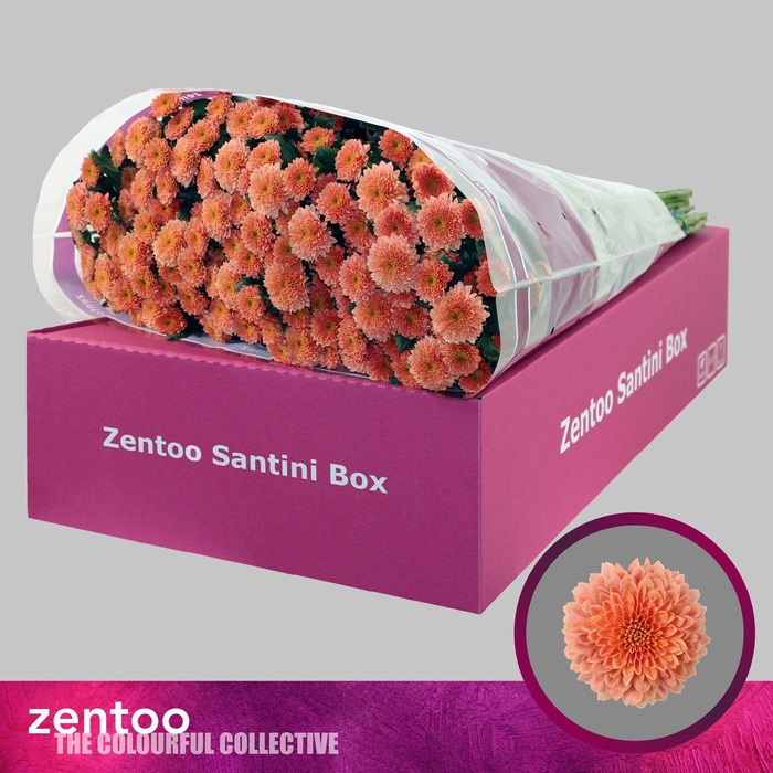 <h4>CHRYSANTHEMUM SA 'MILLER SMOKEY'</h4>