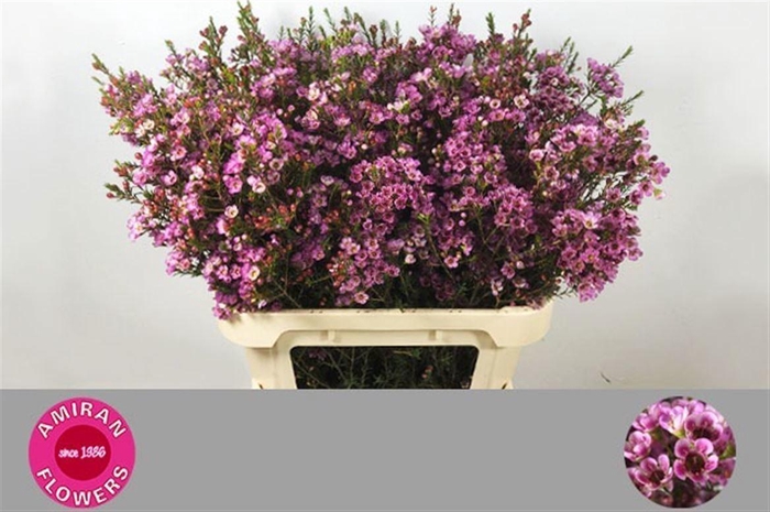 <h4>CHAME PAINTED LADY</h4>