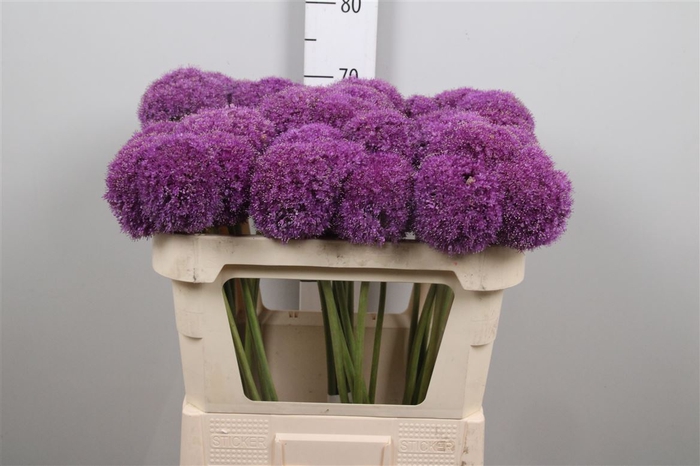 <h4>Allium Giganteum</h4>
