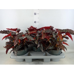 Begonia BD mac. 'Black Forest'