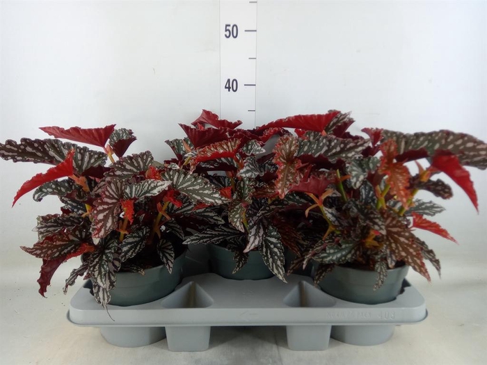 <h4>Begonia BD mac. 'Black Forest'</h4>